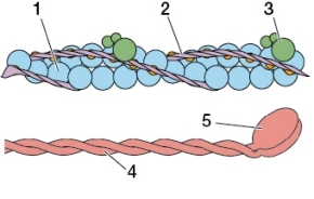 <strong>Refer to the diagram below.Which statement based on the diagram is true? </strong> A) Structure 1 has ATPase activity. B) Structure 2 blocks sites where myosin can bind. C) Structure 3 has one subunit that binds myosin. D) Structure 4 shortens in length as the sarcomere contracts. E) Structure 5 binds calcium.