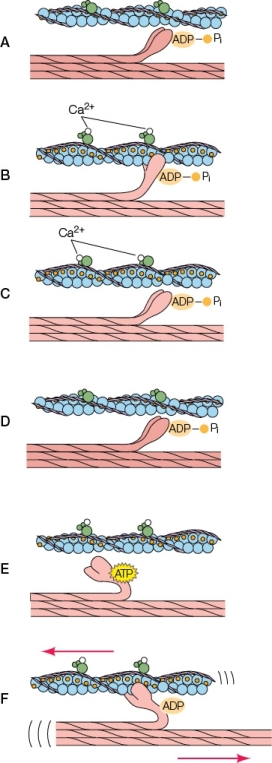<strong>Refer to the diagram below.Based on the diagram,which sequence represents the stages of muscle contraction in the correct order? </strong> A) A,B,C,D,E,F B) A,F,E,D,C,B C) A,C,D,E,F,B D) A,C,B,F,E,D E) A,D,C,B,F,E