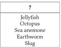 <strong>The animals listed in the table below were grouped together because they share certain characteristics.What would be the appropriate heading for this grouping? </strong> A) Marine Animals B) Vertebrates C) Animals with Hydrostatic Skeletons D) Animals with Exoskeletons E) Animals Lacking Skeletons