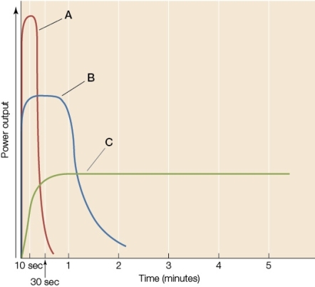 <strong>Refer to the graph below showing the capacity of three systems that provide ATP for muscle contraction in humans.Based on the diagram,which statement is true? </strong> A) The system of curve A metabolizes carbohydrates to pyruvate and lactate. B) The system of curve B comes on line within seconds but lacks sustained efficiency. C) The system of curve B uses ATP produced by oxidative metabolism. D) The system of curve C uses preformed ATP and creatine phosphate. E) The system of curve C enables fast-twitch fibers to generate force quickly.