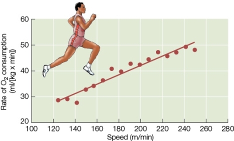 <strong>Use the following to answer questions : Refer to the figure below. According to the graph,what will happen to the rate of O<sub>2</sub> consumption in a person running at a speed of about 120 meters per minute who increases their speed to about 240 meters per minute?</strong> A) It will almost double. B) It will remain constant. C) It will almost be tripled. D) It will be decreased by about half. E) It will be decreased by about a third.