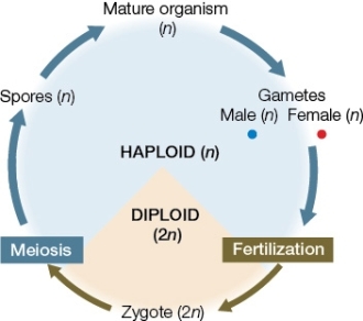 <strong>Use the following to answer questions : Refer to the diagram below showing a life cycle. Suppose you find a new eukaryotic organism with this life cycle.What evidence would lead to the conclusion that it does not belong in the land plant clade?</strong> A) It lacks a multicellular diploid generation (sporophyte). B) It has both gametes and spores. C) Both the male and female gametes are haploid. D) It has a multicellular haploid generation. E) It is homosporous.