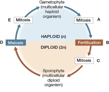 <strong>Use the following to answer questions : Refer to the diagram below showing the alternation of generation that occurs in the life cycle of a land plant. At which step are spores being produced?</strong> A) A B) B C) C D) D E) E
