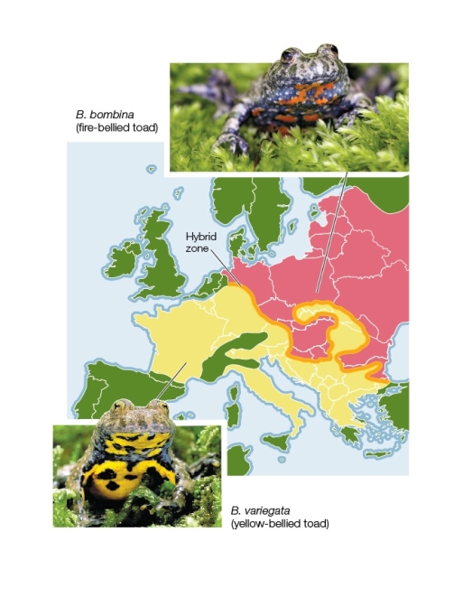 <strong>Refer to the diagram below showing different species of Bombina toads occupying different regions of Europe.A small area of overlap between these regions constitutes a hybrid zone.If individuals from differing populations overcome prezygotic reproductive barriers,additional postzygotic barriers may prevent the formation of stable hybrids.Based on the data shown below,which statement is true? </strong> A) B.variegata individuals are moving into the range of B.bombina populations. B) The ranges of the two species overlap in a long,wide hybrid zone. C) The hybrid zone spreads from the middle of the range of overlap. D) B.bombina does not like mountainous terrain. E) The hybrid zone will likely persist for several generations of toads.
