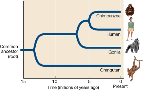 <strong>Use the following to answer questions : Refer to the figure below. About when did the common ancestor of humans,chimpanzees,gorillas,and orangutans last exist?</strong> A) 5 million years ago B) 7.5 million years ago C) 10 million years ago D) 12.5 million years ago E) 20 million years ago