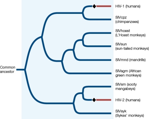 <strong>The figure below shows a phylogenetic tree of immunodeficiency viruses.Suppose biologists had all of the information shown but did not have samples from sooty mangabeys.Under these conditions,what would you infer as the most likely source of HIV-2? </strong> A) Chimpanzees B) Sykes' monkeys C) African green monkeys D) Sun-tailed monkeys E) Mandrills