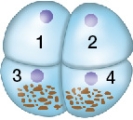 <strong>Refer to the figure below showing the distribution of cytoplasmic determinants within an embryo undergoing cleavage.If the cells are separated from one another,which cell or combination of cells will most likely to be able to form a complete but smaller than normal embryo? </strong> A) Cell 1 B) Cell 3 C) Cells 1 and 2 combined D) Cells 3 and 4 combined E) Cells 1 and 3 combined