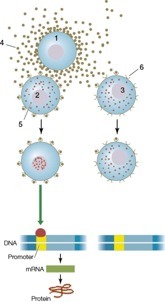 <strong>In the diagram below,the cell(s)being induced is/are labeled _______ and the inducer is labeled _______. </strong> A) 1;4 B) 3;6 C) 2;4 D) 2 and 3;4 E) 2 and 3;6