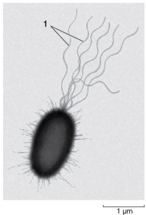 <strong>Use the following to answer questions : Refer to the figure below.   If you could observe the living organism shown in the figure above,you would see that it can use the structures labeled 1 to</strong> A) swim in a cork-screw-like motion. B) grab prey. C) guide itself through air. D) sense the presence of predators. E) move forward due to the structures' whipping motions. <div style=padding-top: 35px> 