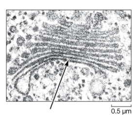 <strong>Use the following to answer questions : Refer to the figure below.   The electron micrograph shows a portion of a cell.This cell could have come from</strong> A) a bacterium,but not a protist. B) an archaeon,but not a bacterium. C) a plant,but not an animal. D) a plant or animal,but not a bacterium. E) an animal,but not a plant. <div style=padding-top: 35px> 