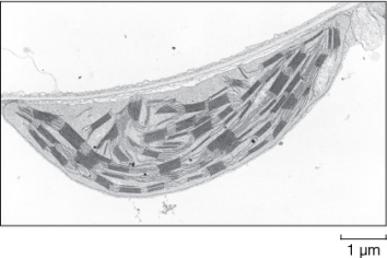 <strong>Use the following to answer questions : Refer to the figure below.   A collection of living cells containing the structure shown in the figure would most likely be</strong> A) green. B) white. C) from the root of a plant. D) from the skeletal muscle of an animal. E) from a highly secretory cell of a gland such as the pancreas. <div style=padding-top: 35px> 