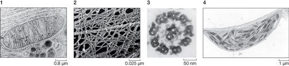 Use the following to answer questions : Refer to the figure below.   -If you were able to attach a molecular tag to actin monomers,and then visualize where that tag ended up in the cell,you would most likely to able to see tagged actin in which of the structures shown in the figure above?
