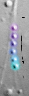 Refer to the figure below showing a time-lapse series of vesicles being moved along a cytoskeletal structure in the direction of the arrow.The minus (‒)and plus (+)ends of the cytoskeletal structure are indicated.The most likely explanation for the movement of the vesicles is that they are being moved along a(n)_______ by _______.  