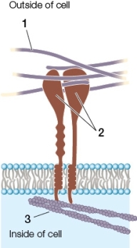 The figure below shows structures found in a(n)_______.The structures labeled 1,2 and 3 represent _______,_______ and _______,in that order.  