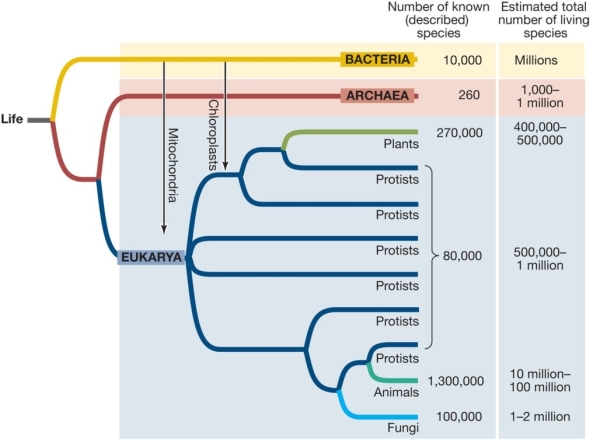 <strong>Use the following to answer questions : Refer to the figure below showing a tree of life. What is one conclusion that you can draw from the figure?</strong> A) Plants are more closely related to Archaea than they are to animals. B) Animals are more closely related to fungi than they are to plants. C) Animals and plants belong to different domains. D) Chloroplasts are found only in plants. E) Chloroplasts evolved before mitochondria.