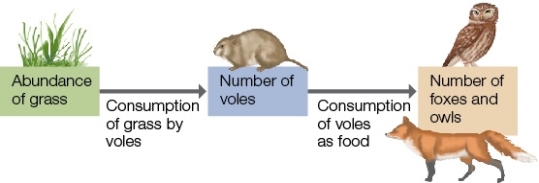 <strong>Refer to the figure below showing a community containing voles,grass,owls,and foxes.In this community,interactions determine the number of voles.What would initially happen to this community if foxes were removed? </strong> A) The number of owls would diminish. B) The number of voles would diminish. C) The abundance of grass would increase. D) The community would collapse. E) The number of voles would increase.