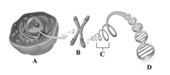 This drawing depicts some of the key structures involved in the biological basis of heredity. After studying the image, identify the letter that labels a chromosome.