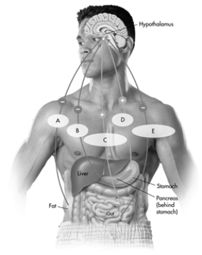 This image depicts the interaction of some of the key hormones and neurotransmitters that regulate hunger, including where they are manufactured in the body, and whether they increase (+) or decrease (-) hunger. Which letter indicates the neurotransmitter cholecystokinin?