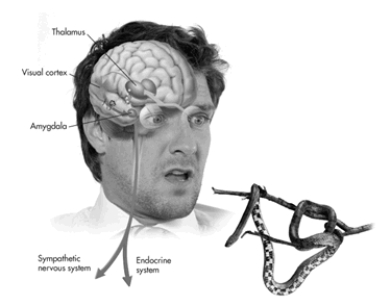 As shown in this figure, facing a potentially threatening stimulus, such as a snake dangling from a branch in front of you, activates two pathways in the brain. The direct pathway involves _____, and the indirect pathway involves _____.