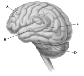 The drawing depicts a left-side view of the brain. The leader lines point to some of the key brain structures involved in memory. Identify the letter that corresponds to the brain structure involved in encoding the emotional qualities of memories.