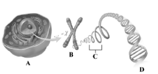 <strong>This drawing depicts some of the key structures involved in the biological basis of heredity. After studying the image, identifythe letter that labels a gene. </strong> A)A B)B C)C D)D