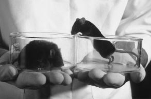 <strong>Because of a genetic mutation, both of these mice lack the ability to manufacture a hormone that is normally produced by their body fat. The mouse on the right has been given supplemental injections of the hormone. What is that hormone? </strong> A)insulin B)ghrelin C)leptin D)neuropeptide Y
