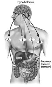 <strong>The image depicts the interaction of some of the key hormones and neurotransmitters that regulate hunger, including where they are manufactured in the body, and whether they increase(+) or decrease (-) hunger. Which letter indicates the hormone ghrelin? </strong> A)A B)B C)C D)D