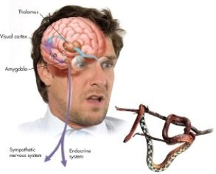 <strong>As shown in the figure below, when faced with a potentially threatening stimulus, such as a snake dangling from a branch in front of you, two pathways in the brain are activated. The directpathway involves _____and the indirect pathway involves _____. </strong> A)thalamus ? amygdala; thalamus ? visual cortex ? amygdala B)amygdala ? thalamus ? endocrine system; thalamus ? amygdala ? sympathetic nervous system ? endocrine C)syste thalmam Inucs ? viorrecsut al cortex? amygdala; thalamus ? amygdala D)amygdala ? thalamus; amygdala ? visual cortex ? thalamus