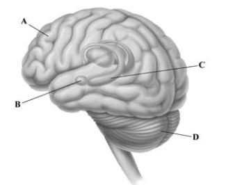 <strong> The leader lines point to some of the key brain structures involved in memory. Identify the letter that corresponds to the brain structure that was surgically removed in H.M.'s brain. </strong> A)prefrontal cortex B)amygdala C)hippocampus D)cerebellum