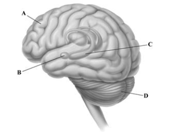 <strong> The leader lines point to some of the key brain structures involved in memory. Identify the letter that corresponds to the brain area involved in motor skill memories and simple classically conditioned reflexes, such as the eye-blink reflex. </strong> A)prefrontal cortex B)amygdala C)hippocampus D)cerebellum