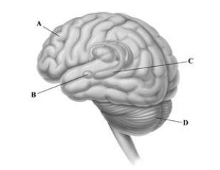 <strong> The drawing depicts a left-side view of the brain. The leaderlines point to some of the key brain structures involved in memory. Identify the letter of the brain structure that isinvolved in encoding the emotional qualities of memories. </strong> A)prefrontal cortex B)amygdala C)hippocampus D)cerebellum