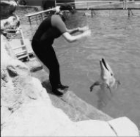 <strong>The photo shows a dolphin trainer making a specific hand gesture and a distinct sound to which the dolphin will respondby performing a somersault in the air. In operant conditioning terms, the hand gesture and sound are: </strong> A)primary reinforcers. B)negative reinforcers. C)unconditioned stimuli. D)discriminative stimuli.