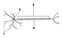 <strong>This drawing shows the typical structures found on a neuron.Pick the alternative that correctly labels the structures in the drawing. </strong> A)1 = dendrites, 2 = cell body, 3 = axon, 4 = myelin sheath B)1 = axon terminals, 2 = dendrite, 3 = vesicles, 4 = synapse C)1 = synaptic spines, 2 = glial cell, 3 = ion channels, 4 = node of Ranvier D)1 = synaptic vesicles, 2 = ion channel, 3 = pons, 4 = axon
