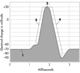 <strong>The graph shows the changing electrical charge of a neuron when it activates. Pick the alternative that correctly labels thedifferent phases depicted in the graph. </strong> A)1 = action potential, 2 = stimulus threshold, 3 = refractory period, 4 = resting potential B)1 = ions cross membrane, 2 = action potential, 3 = stimulus C)thre 1 = dsholdep, 4 = dolarizatepionolariz, 2 = acationtion p Incootrrecential, 3 = stimt ulus threshold, 4 = repolarization D)1 = resting potential, 2 = ions cross membrane, 3 = action potential, 4 = refractory period