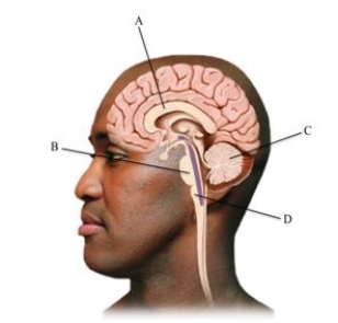 <strong>Which letter points to the brain structure that controls vital life functions, such as breathing, heartbeat, and digestion? </strong> A)corpus callosum B)pons C)cerebellum D)medulla