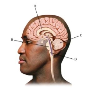<strong>Which letter points to the brain structure that plays a key rolein controlling balance, muscle tone, and coordinated movements? </strong> A)corpus callosum B)pons C)cerebellum D)medulla