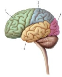 <strong>This image depicts the left hemisphere of the cerebral cortex.Pick the alternative that correctly labels the structures in the drawing. </strong> A)1 = parietal lobe, 2 = gray matter, 3 = association areas, 4 = white matter B)1 = frontal lobe, 2 = parietal lobe, 3 = occipital lobe, 4 = temporal lobe C)1 = frontal lobe, 2 = temporal lobe, 3 = parietal lobe, 4 = occipital lobe D)1 = temporal lobe, 2 = midbrain lobe, 3 = occipital lobe, 4 = frontal lobe