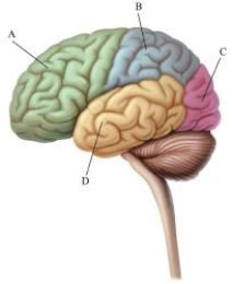 <strong>This image depicts the left hemisphere of the cerebral cortex.Which area processes information about body sensations and contains the somatosensory cortex? </strong> A)frontal lobe B)parietal lobe C)occipital lobe D)temporal lobe