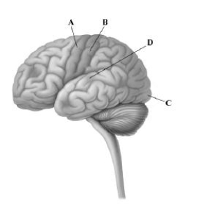 <strong>This drawing depicts the left hemisphere of the cerebral cortex.Which letter points to the area where visual information is processed? </strong> A)primary motor cortex B)somatosensory cortex C)primary visual cortex D)occipital lobe and primary auditory cortex