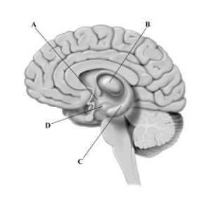 <strong>This cross-sectional drawing of the human brain depicts four structures that are key components of the limbic system. Which brain structure plays a critical role in forming new memories? </strong> A)hypothalamus B)thalamus C)hippocampus D)amygdala