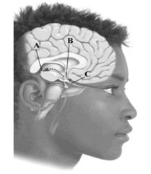 <strong>This image depicts key components involved in regulating your internal biological clock. Which letter indicates the suprachiasmatic nucleus? </strong> A)A B)C C)B D)None of the answers is correct.