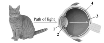 <strong>This image depicts a cross section of the human eye. Pick the alternative that correctly labels the structures in the drawing. </strong> A)1 = retina, 2 = lens, 3 = cornea, 4 = fovea B)1 = cornea, 2 = lens, 3 = fovea, 4 = retina C)1 = lens, 2 = cornea, 3 = retina, 4 = fovea D)1 = fovea, 2 = lens, 3 = cornea, 4 = optic chiasm