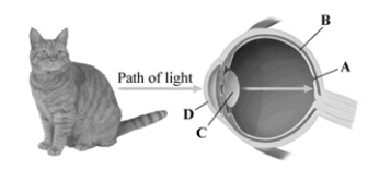 <strong>This image depicts a cross section of the human eye. Which structure contains the highest concentration of cones? </strong> A)fovea B)retina C)lens D)cornea