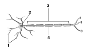 <strong>This drawing shows the typical structures found on a neuron. Pick the alternative that correctly labels the structures in the drawing. </strong> A)1 = dendrites, 2 = cell body, 3 = axon, 4 = myelin sheath B)1 = axon terminals, 2 = dendrite, 3 = vesicles, 4 = synapse C)1 = synaptic spines, 2 = glial cell, 3 = ion channels, 4 = node of Ranvier D)1 = synaptic vesicles, 2 = ion channel, 3 = pons, 4 = axon