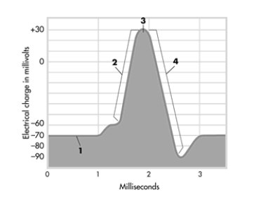 <strong>The graph shows the changing electrical charge of a neuron when it activates. Pick the alternative that correctly labels the different phases depicted in the graph. </strong> A)1 = action potential, 2 = stimulus threshold, 3 = refractory period, 4 = resting potential B)1 = ions cross membrane, 2 = action potential, 3 = stimulus threshold, 4 = depolarization C)1 = depolarization, 2 = action potential, 3 = stimulus threshold, 4 = repolarization D)1 = resting potential, 2 = ions cross membrane, 3 = action potential, 4 = refractory period