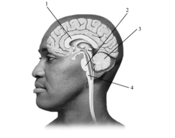 This cross-section of the human brain depicts several key structures. Pick the alternative that correctly labels the structures in the drawing.