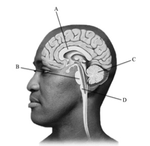 Which letter points to the brain structure that plays a key role in controlling balance, muscle tone, and coordinated movements?