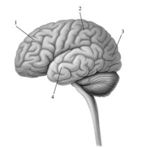 This image depicts the left hemisphere of the cerebral cortex. Pick the alternative that correctly labels the structures in the drawing.