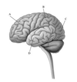 This image depicts the left hemisphere of the cerebral cortex. Which area processes information about body sensations and contains the somatosensory cortex?