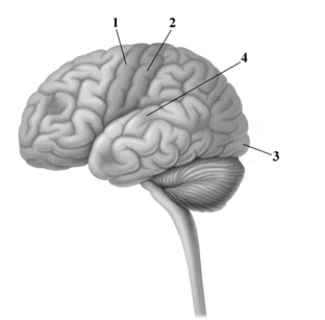 This drawing depicts the left hemisphere of the cerebral cortex. Pick the alternative that correctly labels the drawing.